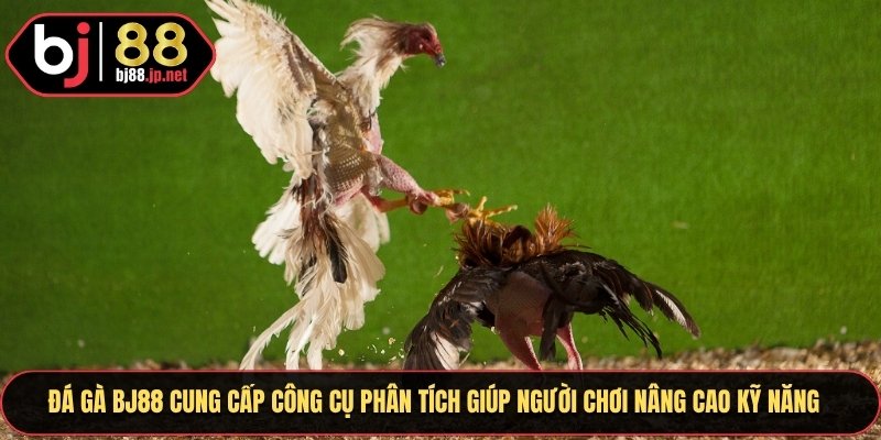 Đá gà Bj88 cung cấp công cụ phân tích giúp người chơi nâng cao kỹ năng