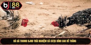 Đá Gà Thomo Bj88