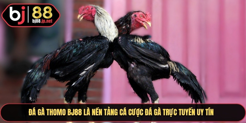 Đá gà thomo BJ88 là nền tảng cá cược đá gà trực tuyến uy tín